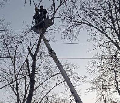 Роза Люксембург - В Ульяновске за неделю спилили 64 аварийных дерева - ulpravda.ru - Ульяновск - Люксембург