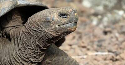 Ученые обнаружили неизвестный науке вид гигантских черепах на Галапагосских островах