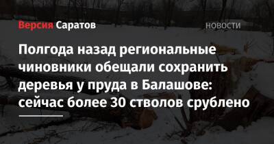 Полгода назад региональные чиновники обещали сохранить деревья у пруда в Балашове: сейчас более 30 стволов срублено
