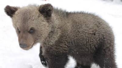 Медведь скальпировал палец 12-летнему мальчику в зооферме Выборгского района