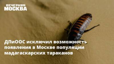 ДПиООС исключил возможность появления в Москве популяции мадагаскарских тараканов