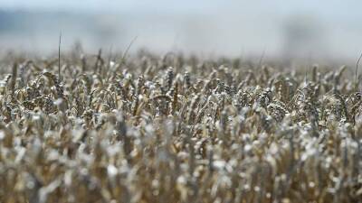 В Минсельхозе заявили о возможном запрете экспорта зерна