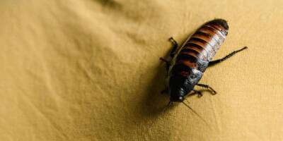 Экологи утверждают, что распространение мадагаскарских тараканов в Москве невозможно