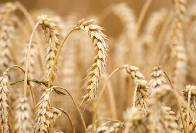 В Минсельхозе и Минпромторге предложили ограничить экспорт пшеницы с 15 марта