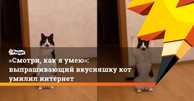 «Смотри, как я умею»: выпрашивающий вкусняшку кот умилил интернет