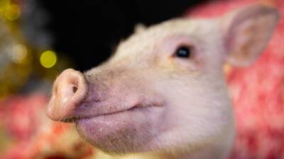Нейросеть позволила ученым расшифровать хрюканье свиней