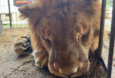 Ветеринары Ленобласти рассказали, что льва Принца мучает сильная боль