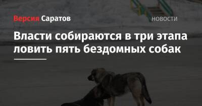 Власти собираются в три этапа ловить пять бездомных собак