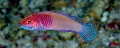 Новый вид рыбы на Мальдивах назвали в честь розовой розы