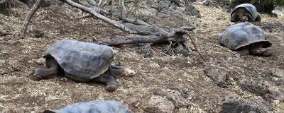 Восемь тысяч черепах на Галапагосских островах оказались представителями нового вида