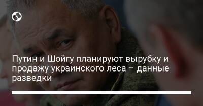 Путин и Шойгу планируют вырубку и продажу украинского леса – данные разведки