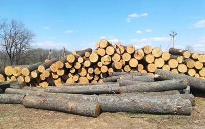 РФ планирует вырубку и продажу украинского леса - разведка