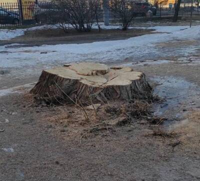 «Птицы бродят в шоке»: в Геслеровском саду в Петербурге исчезли вековые деревья