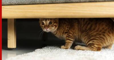 И след простыл: 5 причин, почему кошки прячутся