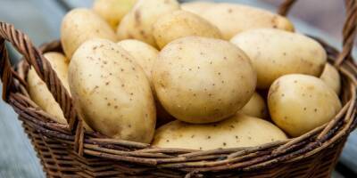 Аграрии Чувашии планируют полностью отказаться от импортных семян картофеля к 2023 году