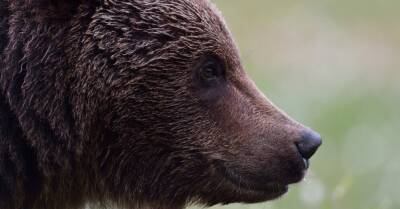 ЧП в Латгалии: медведь напал на сотрудника Latvijas valsts meži