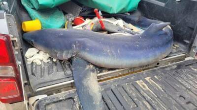 Двухметровую беременную акулу нашли на морском побережье Израиля