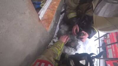 Женщину и кота спасли из пожара в Богородске