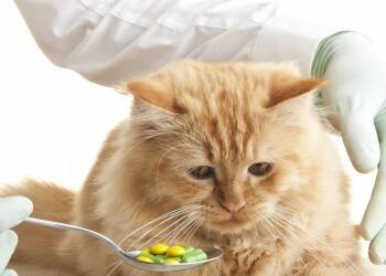 Главное – здоровье: как разобраться в витаминах для котов и кошек и не переборщить? - vologda-poisk.ru
