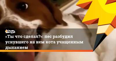 «Ты что сделал?»: пес разбудил уснувшего на нем кота учащенным дыханием - ridus.ru