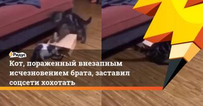 Кот, пораженный внезапным исчезновением брата, заставил соцсети хохотать - ridus.ru