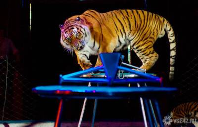 Жители Приморья попались на продаже частей амурского тигра