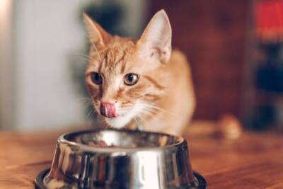 В магазинах пропали зарубежные корма: как приучить кошку к домашней еде - три простых совета