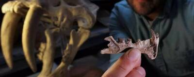 Ученые рассказали о саблезубом хищнике, который жил 42 миллиона лет назад