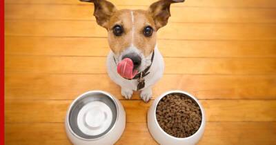 Чем кормить домашних животных в условиях санкций: советы ветеринара