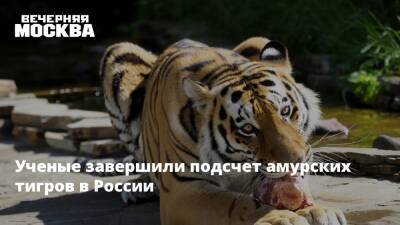 Ученые завершили подсчет амурских тигров в России