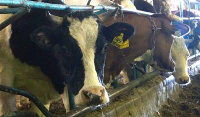 Фермерам Башкирии разрешат разводить породистых коров и продавать сперму быков