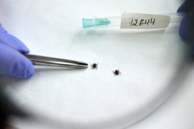 Сроки закупки вакцин против клещевого энцефалита для Свердловской области сдвинулись