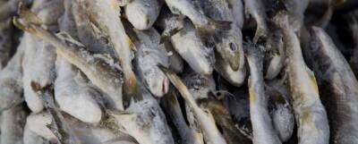 Южносахалинцы могут приобрести свежую рыбу на трех торговых площадках