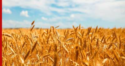 Индия решила стать основным экспортером пшеницы