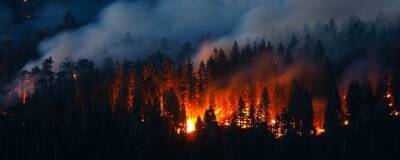 На экс-замминистра природных ресурсов Саратовской области завели дело из-за лесного пожара