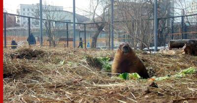 Сурки в Московском зоопарке проснулись раньше срока: видео