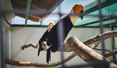 За содержание краснокнижных птиц без разрешения зоопарк Тюмени заплатит 250 тысяч