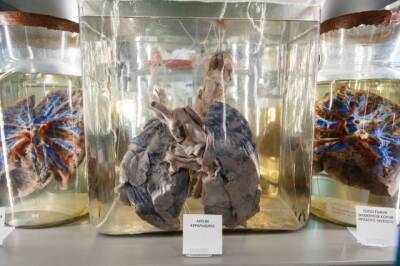 В Кемеровском государственном медицинском университете открылся обновлённый анатомический музей