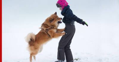 Настырный пес: 7 советов, которые помогут отучить собаку запрыгивать на людей