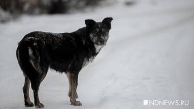 Наталья Ефремова - В Салехарде не могут поймать собаку с капканом на ноге - newdaynews.ru - Салехард - Ямал