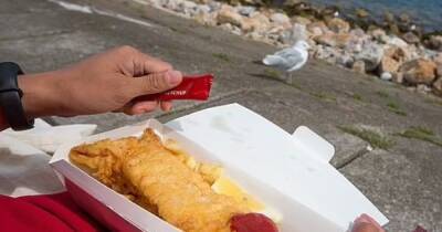 В Великобритании чайки помнят места, где они ели картофель и рыбу и летят туда снова, - исследование - focus.ua - Украина - Англия - Шотландия - Великобритания