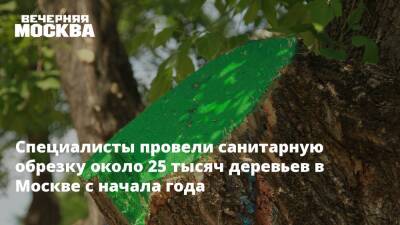 Специалисты провели санитарную обрезку около 25 тысяч деревьев в Москве с начала года