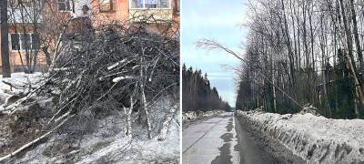 Власти Петрозаводска рассказали, где снесут аварийные деревья