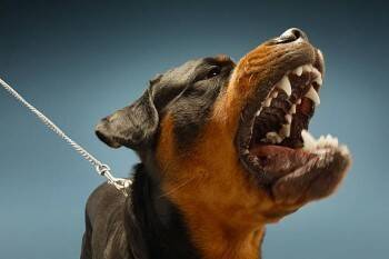 Хозяин ротвейлера, искусавшего пенсионерку, будет отвечать в суде за своего агрессивного пса