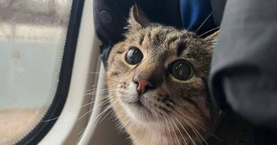 Самый знаменитый кот Харькова Степан нашелся: куда увезли животное (фото)