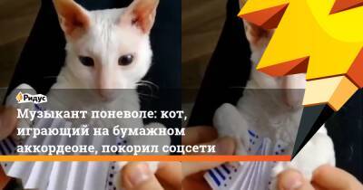 Музыкант поневоле: кот, играющий на бумажном аккордеоне, покорил соцсети