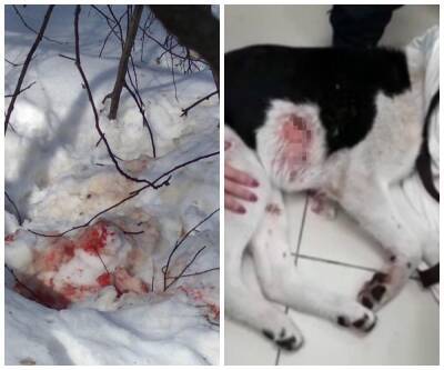 В Новосибирске живодёры застрелили щенка в Советском районе
