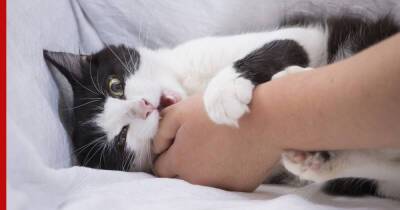 Как отучить кошку кусаться: советы по воспитанию питомца