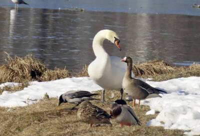 Фотограф из Гатчины показал встречу лебедя и утки