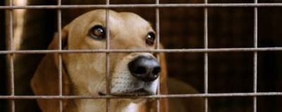 В Свердловской области предложили создать приюты для бродячих собак в исправительных колониях
